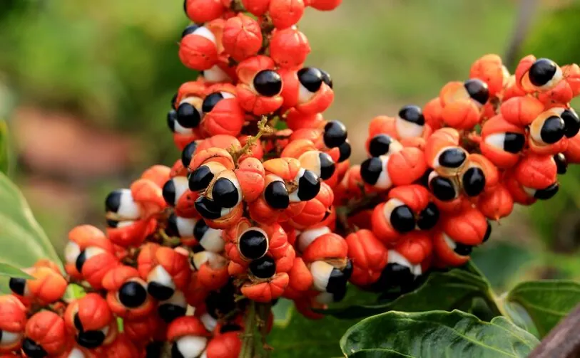 Guarana Seed — ingredient in Glycovit