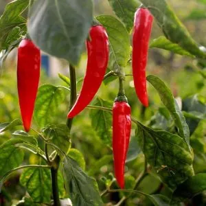 Cayenne Pepper — ingredient in Glycovit